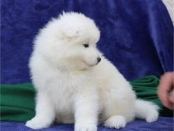 Special samoyed puppies for sell