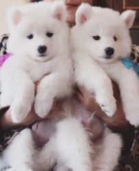 Magnificent Gift Samoyed Puppies