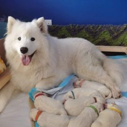 Potty Trained Samoyed Puppies for New Home