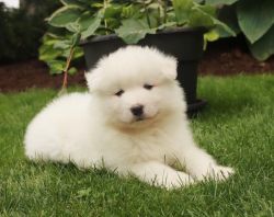 Perfect AKC Samoyed pups for sale