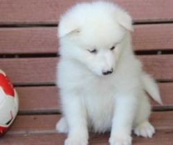 Charming male and female Samoyed pups for sale