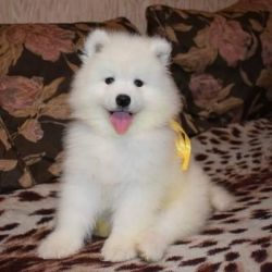 Purebred Samoyed Puppies for sale