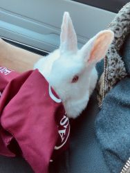 Sweet young Bunny needs a home