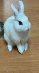 Rabbit in sale for white bunny with cage including