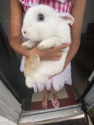 White Vienna rabbit