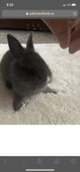 BABY bunny rabbit grey white nose white paw