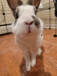 Satin Bunny for adoption
