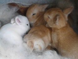Satin Bunny Rabbits