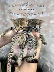 F2 savannah kittens
