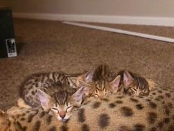 10 week old Savannah Kittens