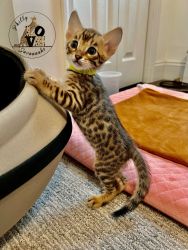 F3 Savannah kitten available pure breed