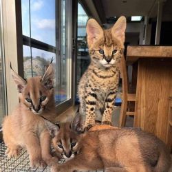 chaton serval,caracal,savannah
