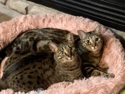 Two Female Savannah Cats