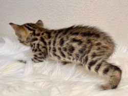 We offer Savannah Kittens from F1 to F4
