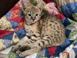 Cute and Lovely Home Raised savanna Kittens
