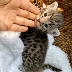 Gorgeous Savannah kittens