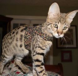 Available Savannah and serval caracal and Ocelot kittens