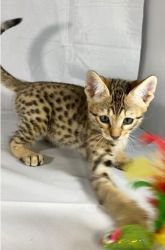 Lovely Savannah Kittens For Sale
