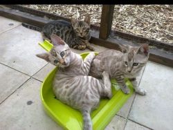 black Spotted Savannah Kittens for sale