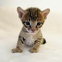 Amazing Savannah Kittens