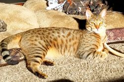4yr old Male F6 Savannah Cat