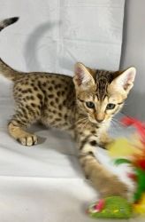 Lovely Savannah Kittens For Sale