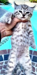 1 year F2 Jungle-cat/bobcat/savannah-lynx hybrid