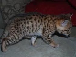 Lovely male and female Savannah kittens available for sale