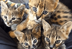 Serval and Savannah kittens for sale