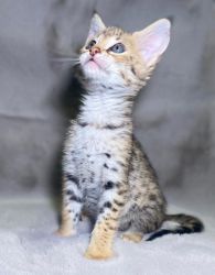 socialized and well trained F1,F2 Savannah kittens