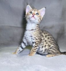 F2 Savannah and ocelots kitten for sale