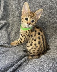 F1 savannah kittens available for sale