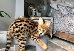 Savannah Cat for sale