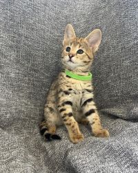 MALE AND FEMALE F2 SAVANNAH KITTEN AVAILABLE TO A LOVING HOME