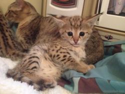 ''F1 SAVANNAH KITTENS NOW READY TO GOOD HOME