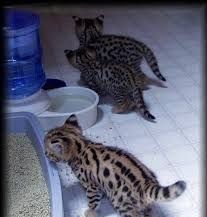 F1 TO F5 SAVANNAH KITTENS AVAILABLE FOR SALE