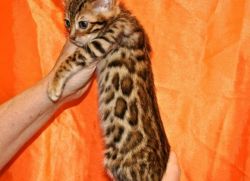 REGISTERED SAVANNAH AND BENGAL CATS AND KITTENS FOR SALE