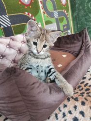 F1 SAVANNAH KITTENS NOW READY TO GOOD HOME