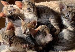 SERVAL,SAVANNAH, CARACAL KITTENS AND BENGAL KITTENS AVAILABLE FOR NEW