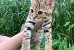 F1 PURE BREED SAVANNAH KITTENS AVAILABLE NOW