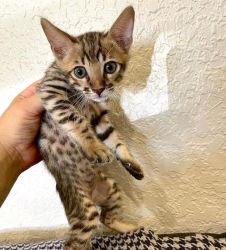 Savannah Kitten for Sale