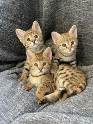 F1 TO F5 SAVANNAH KITTENS AVAILABLE FOR SALE
