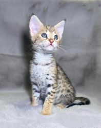 REGISTERED SAVANNAH AND BENGAL CATS AND KITTENS FOR SALE