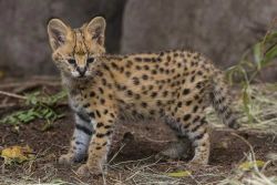 Are You Interested in Purchasing an African Serval Cat?