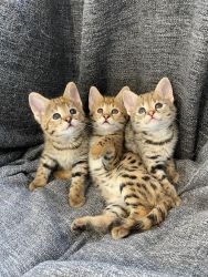 MALE AND FEMALE F2 SAVANNAH KITTEN AVAILABLE TO A LOVING HOME