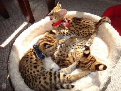 Serval, Savannah, Caracal and Bengal kittens for sale