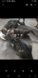 Tica registered savannah kittens