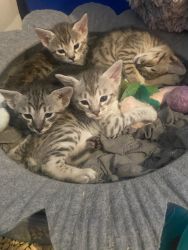 SBT Savannah Kittens