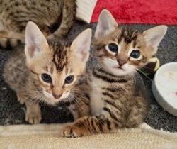 Savannah kittens For Sale