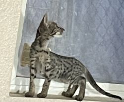 F3 female Savannah kitten